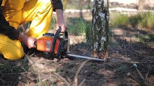 Best Seasonal Cleanup (Spring/Fall)  in Candor, NC